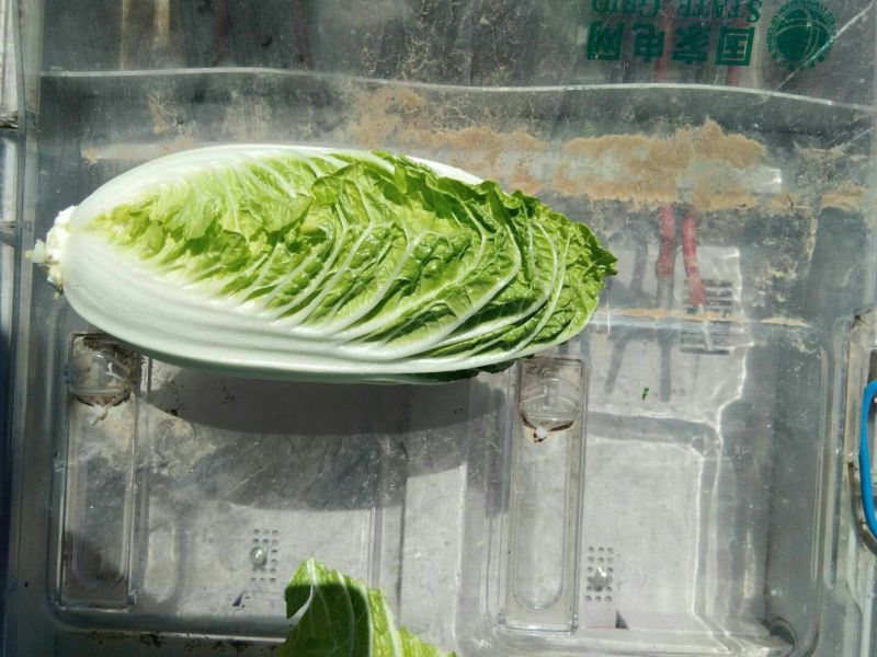娃娃菜