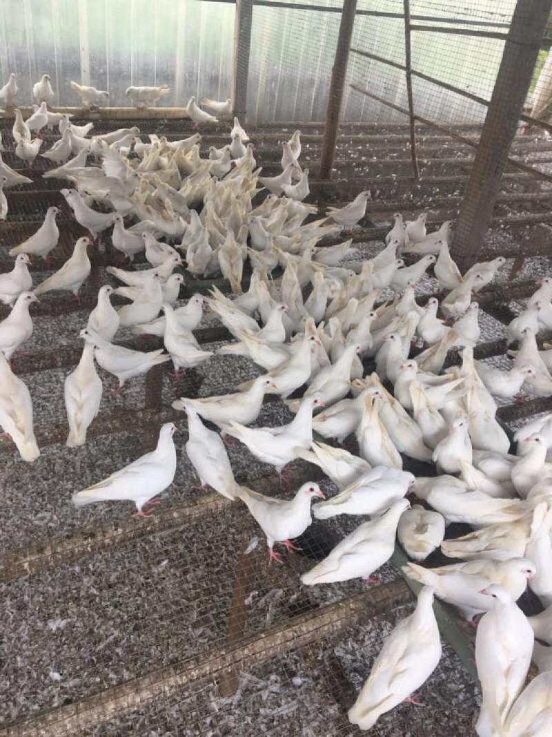 中鸽450克一550克，体现圆润双胸，有灰有白