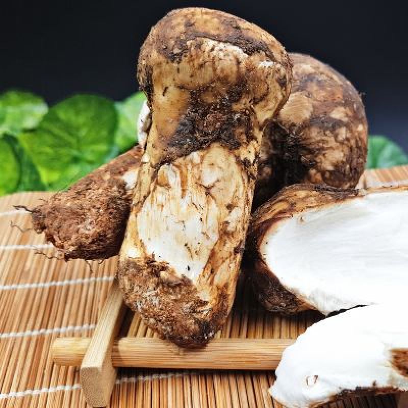 云南香格里拉野生松茸