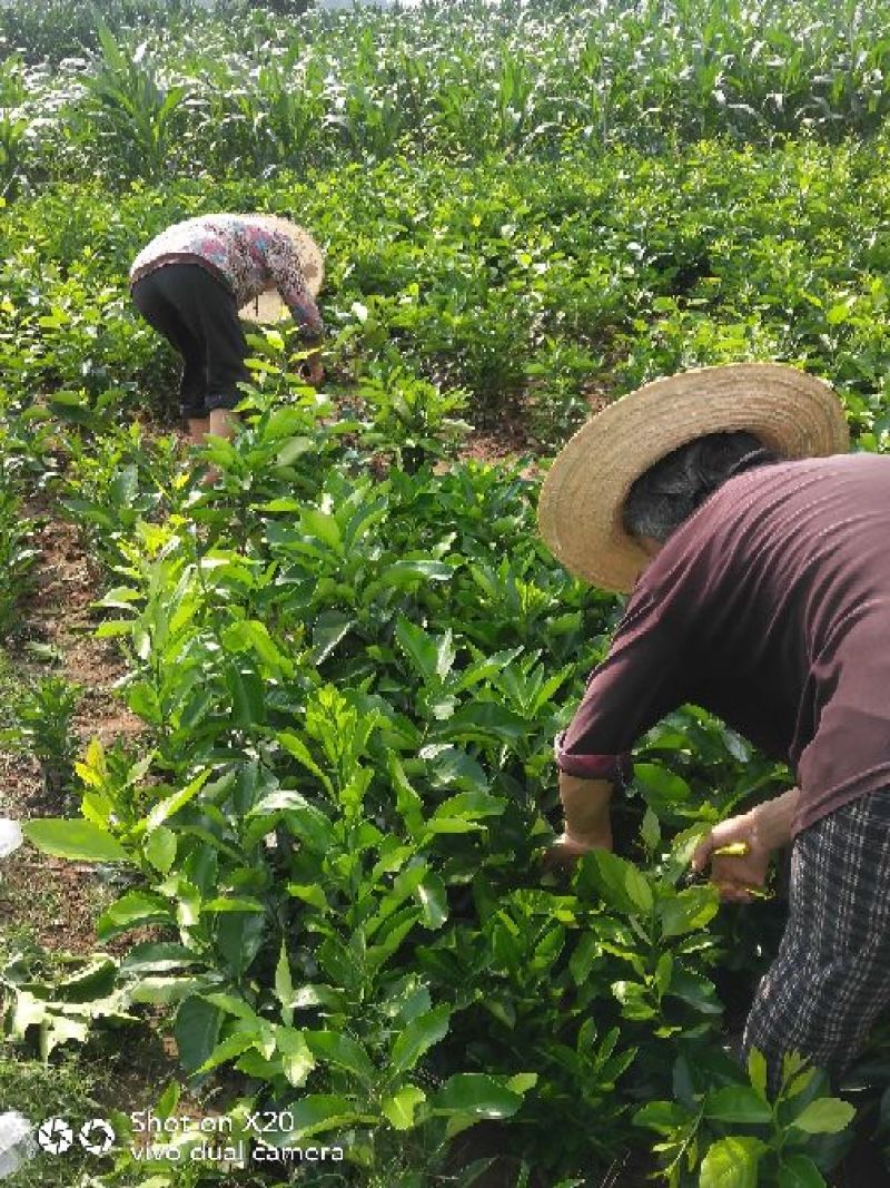 柠檬苗技术支持