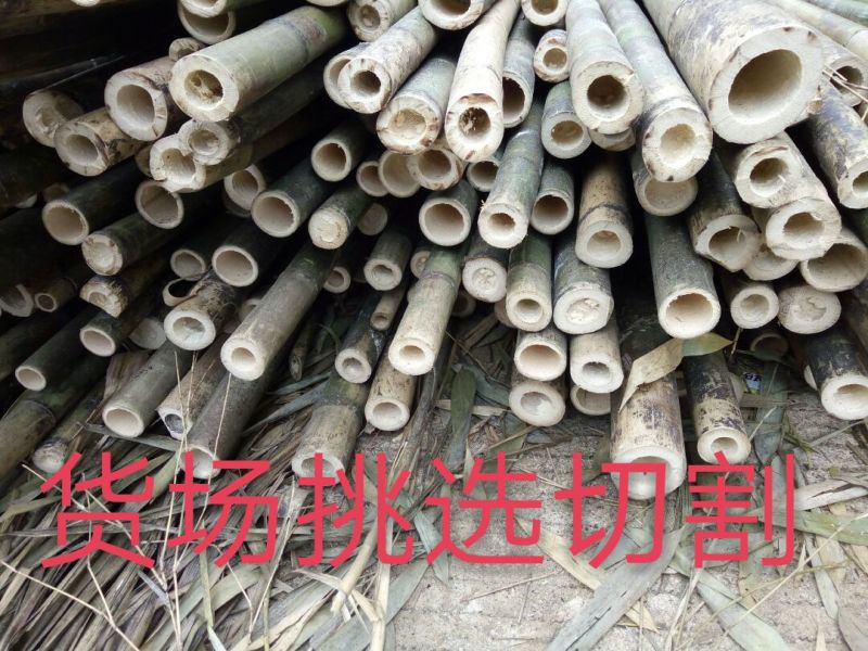 竹竿竹尾巴菜园搭架竹跳舞竹
