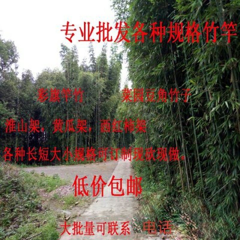 竹竿竹尾巴菜园搭架竹跳舞竹