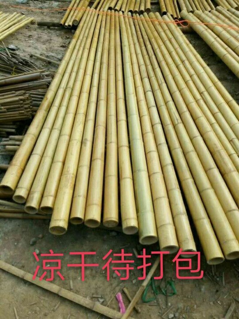 竹竿竹尾巴菜园搭架竹跳舞竹