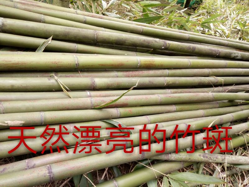 竹竿竹尾巴菜园搭架竹跳舞竹