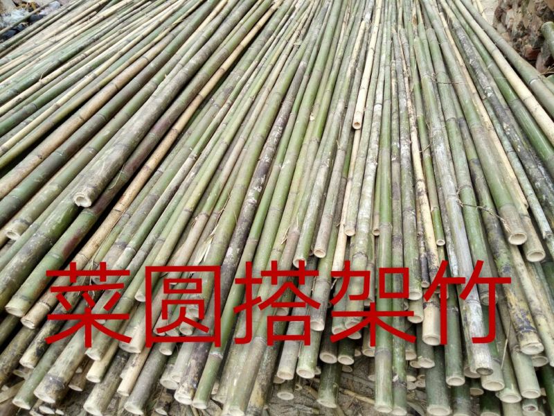 竹竿竹尾巴菜园搭架竹跳舞竹