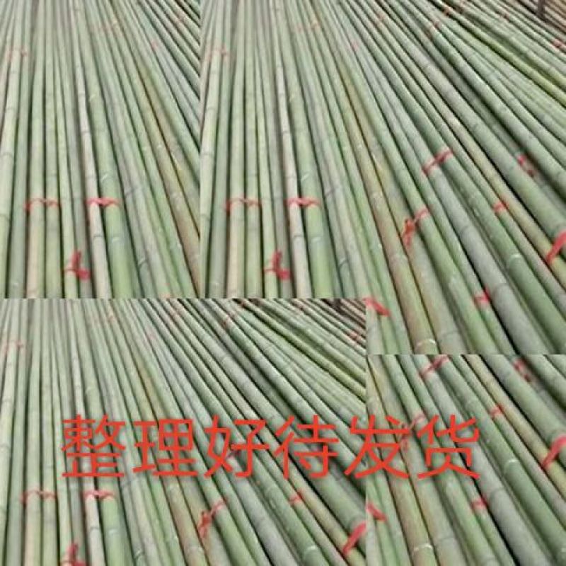 竹竿竹尾巴菜园搭架竹跳舞竹