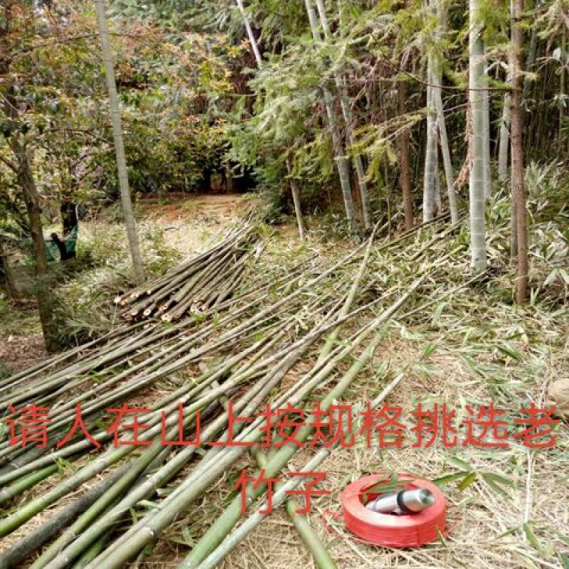 竹竿竹尾巴菜园搭架竹跳舞竹