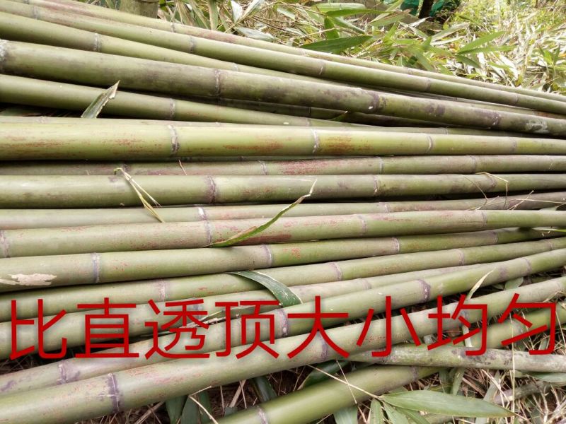 竹竿竹尾巴菜园搭架竹跳舞竹