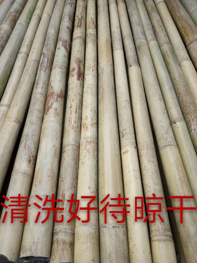 竹竿竹尾巴菜园搭架竹跳舞竹