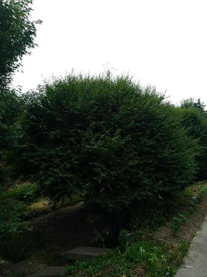 精品鸡爪槭