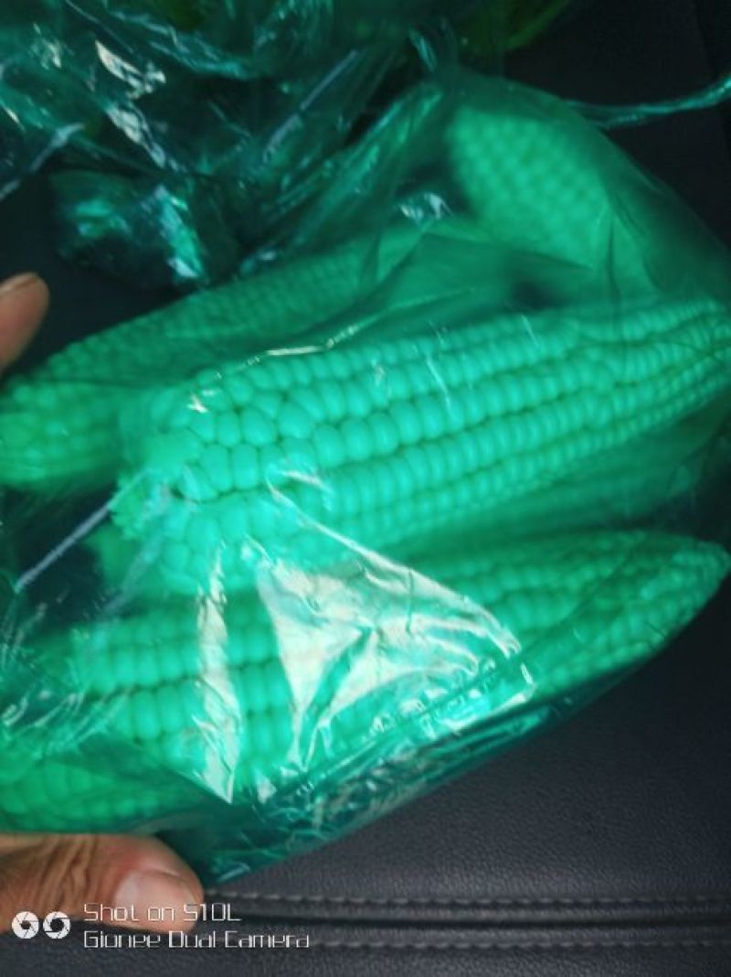 急售新鲜糯玉米大量上市了！