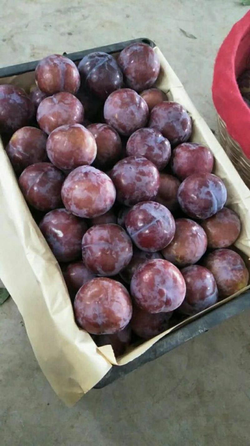巨力李子黑总统李子，李子