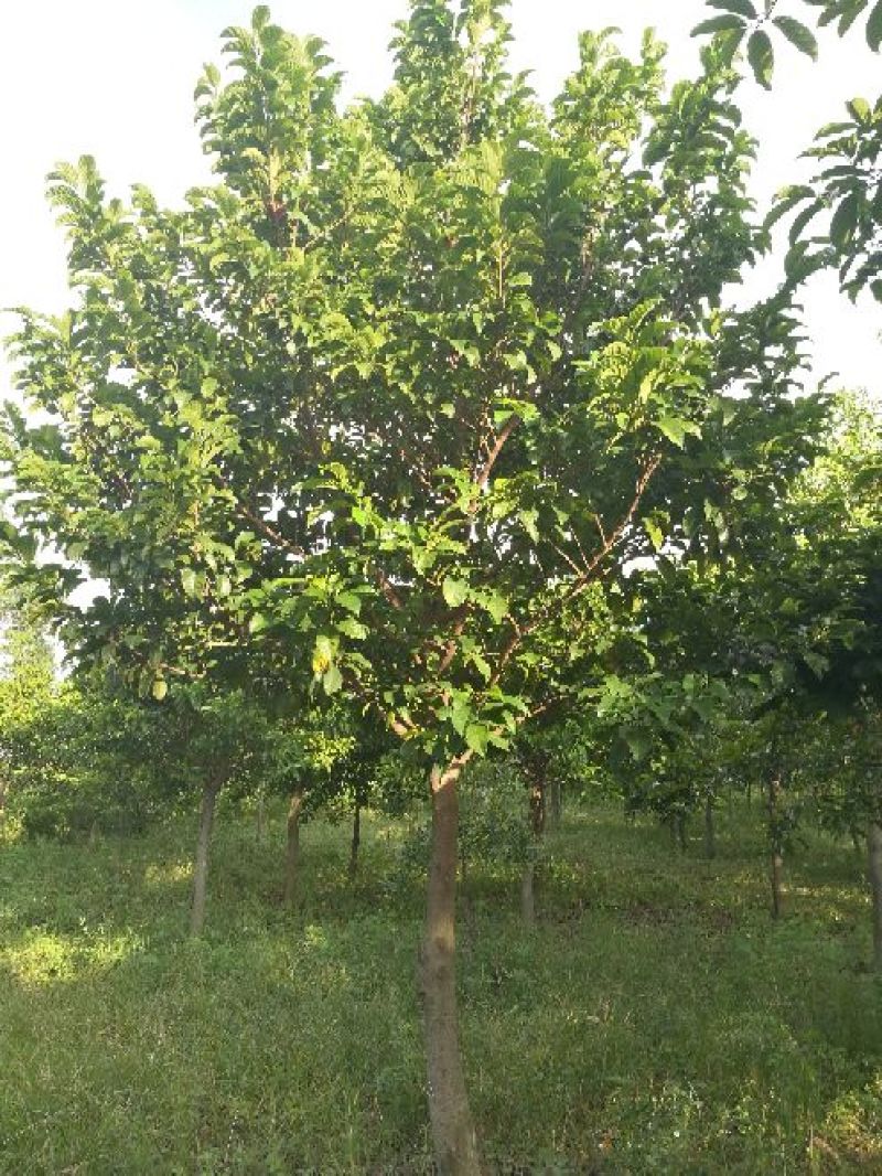 广西合浦县大量桂木树（胭脂树）供应