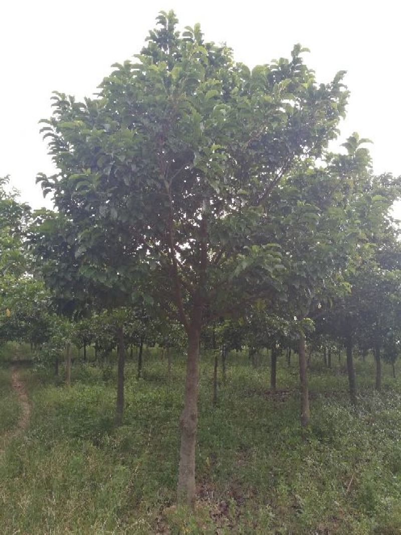 广西合浦县大量桂木树（胭脂树）供应
