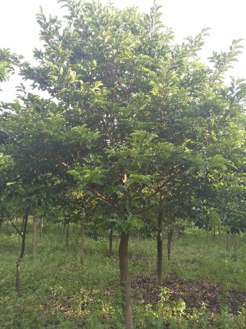 广西合浦县大量桂木树（胭脂树）供应