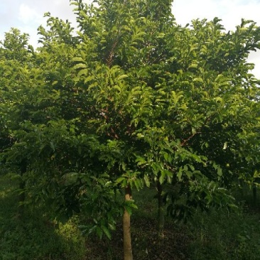 广西合浦县大量桂木树（胭脂树）供应