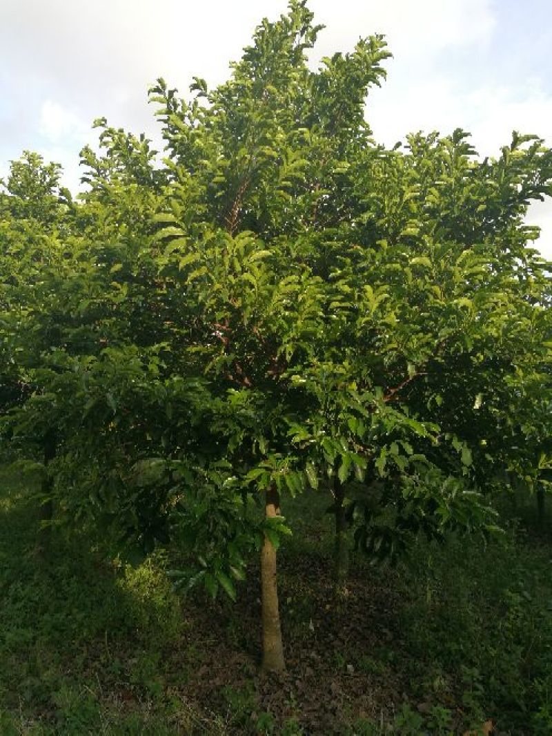 广西合浦县大量桂木树（胭脂树）供应