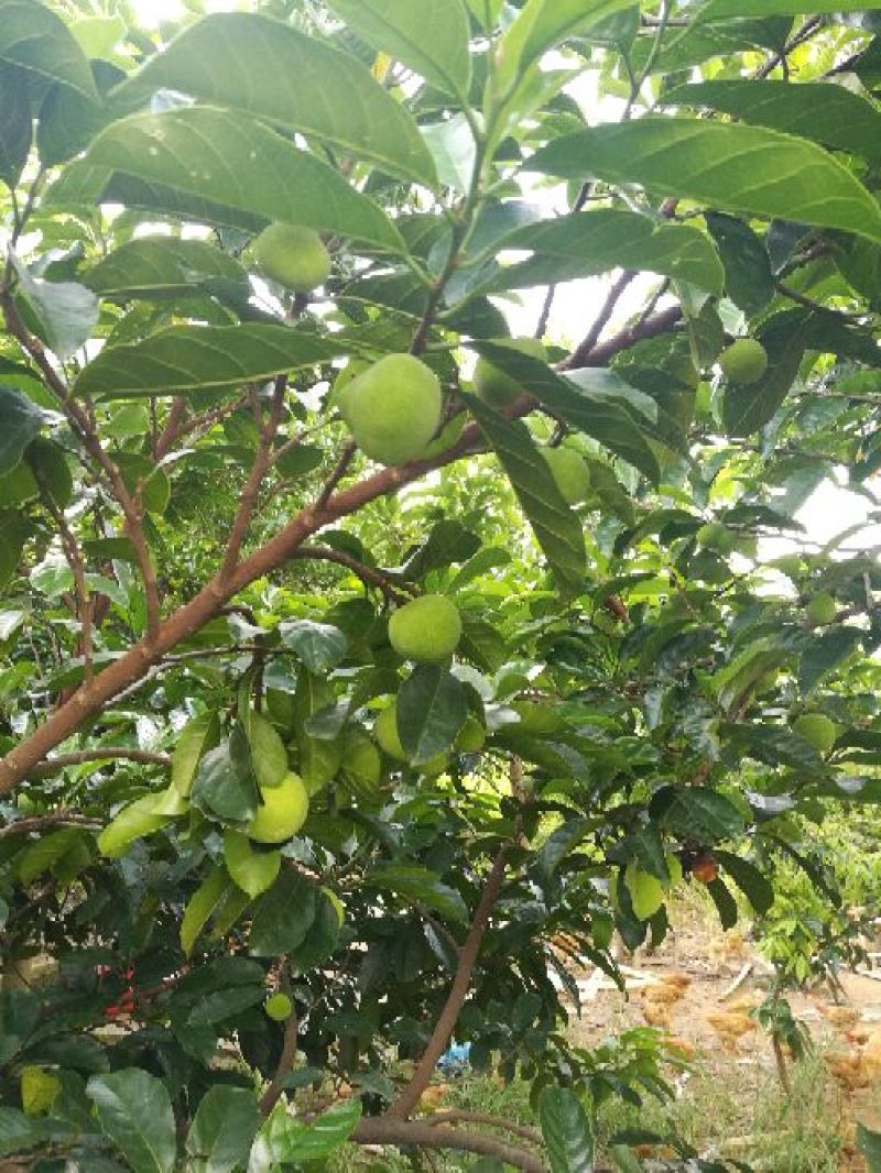 广西合浦县大量桂木树（胭脂树）供应