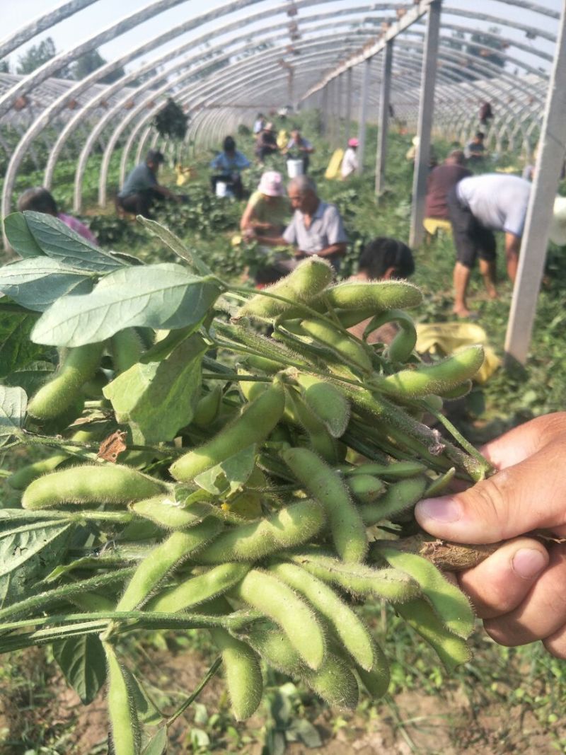 徐州毛豆大量上市了，