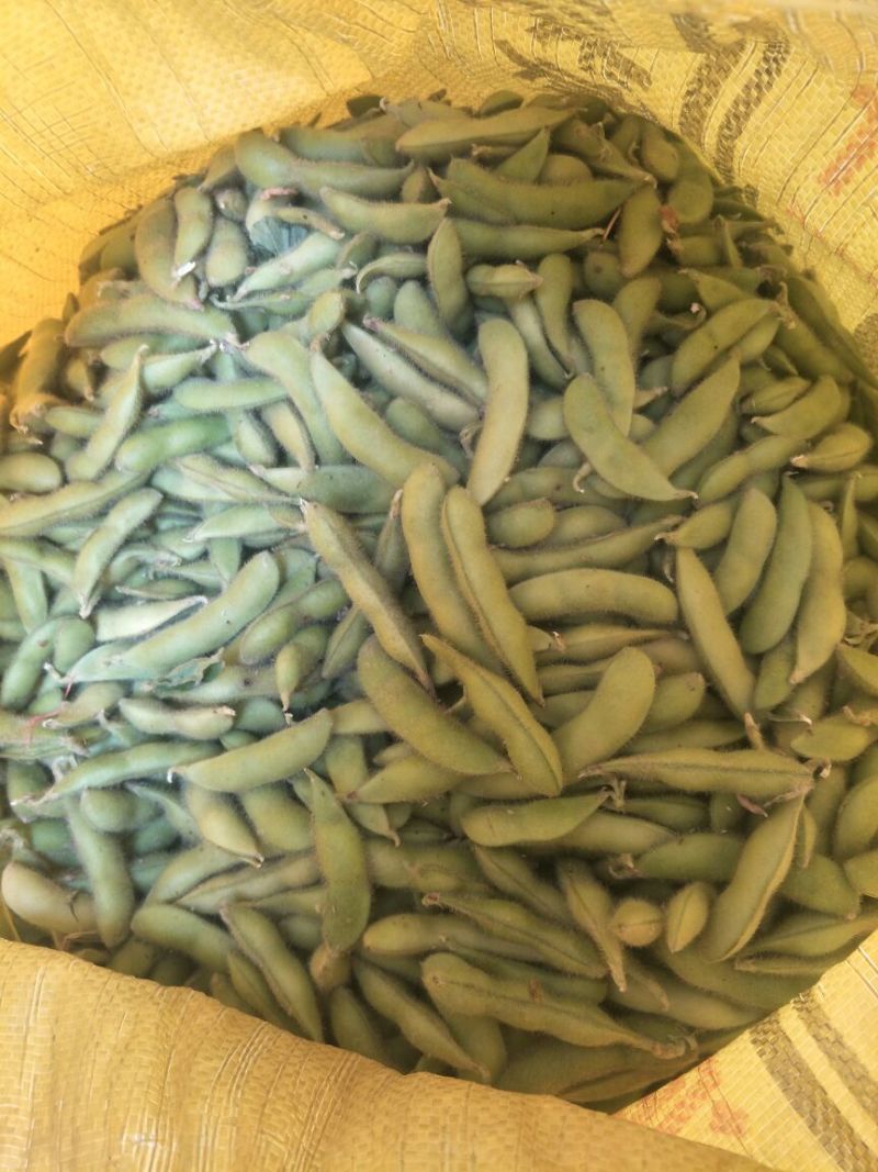 徐州毛豆大量上市了，