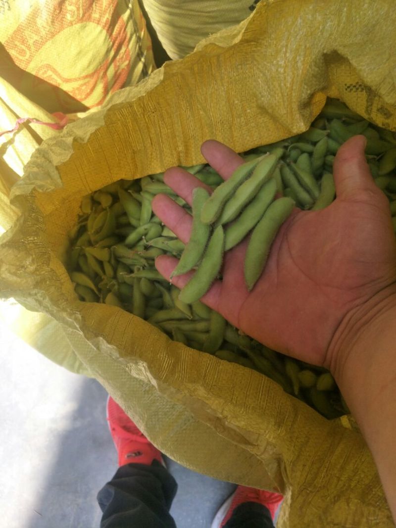 徐州毛豆大量上市了，