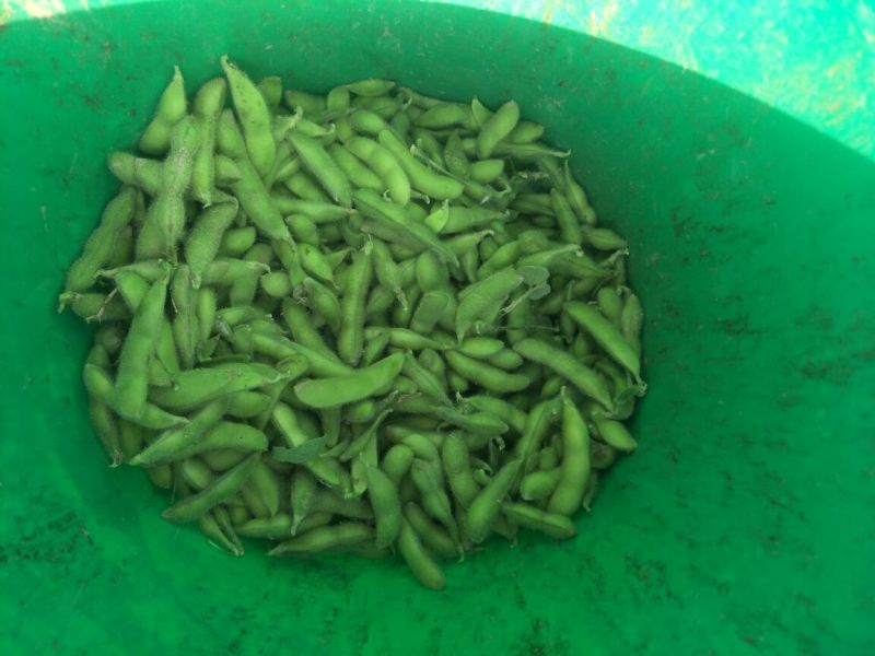 徐州毛豆大量上市了，