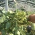 徐州毛豆大量上市了，