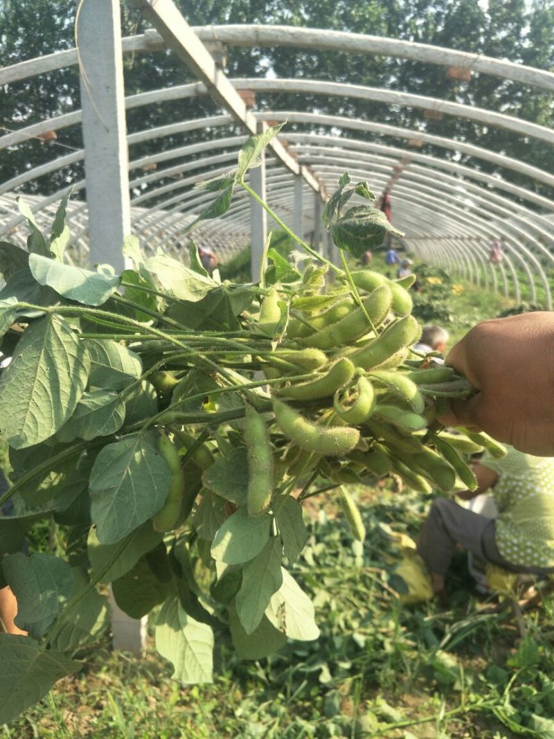 徐州毛豆大量上市了，