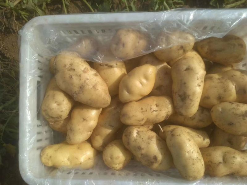 荷兰土豆，个头均匀，无虫眼，产地直供一手货源