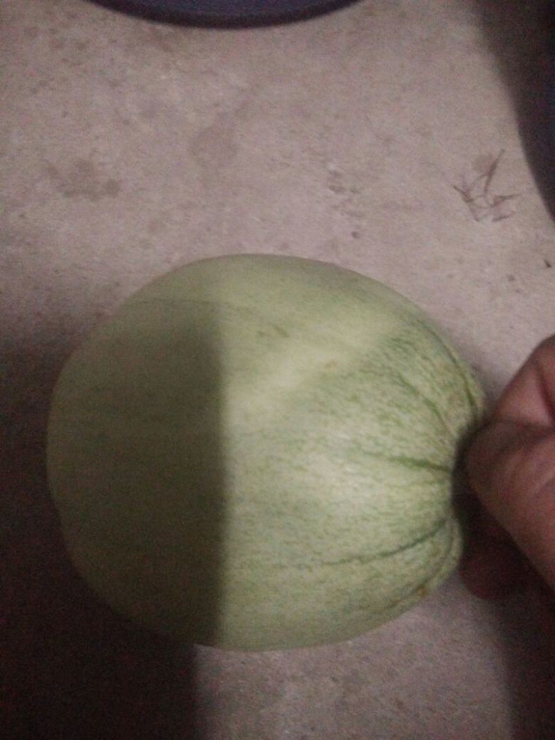 甜瓜甜宝绿宝包熟，包甜，大量供应，翡翠0.5斤