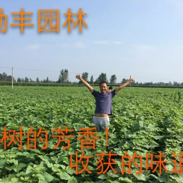 梓树苗