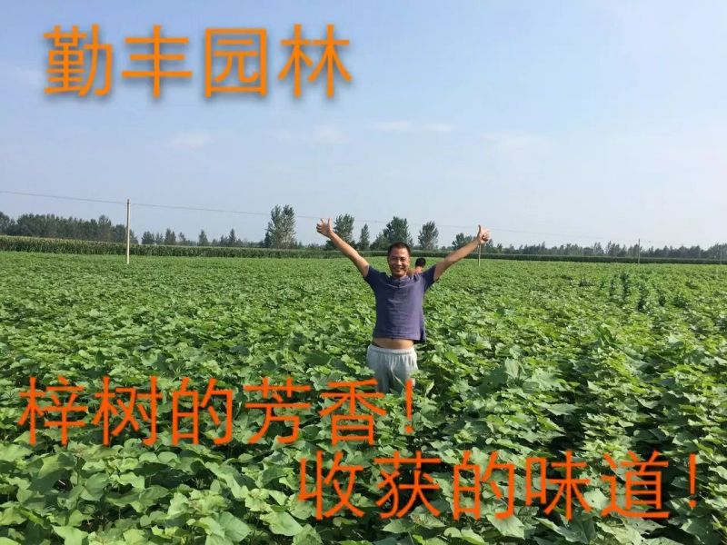 梓树苗