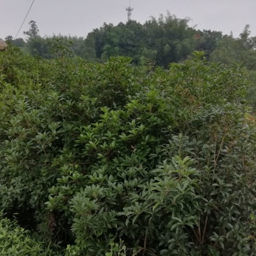 桂花苗