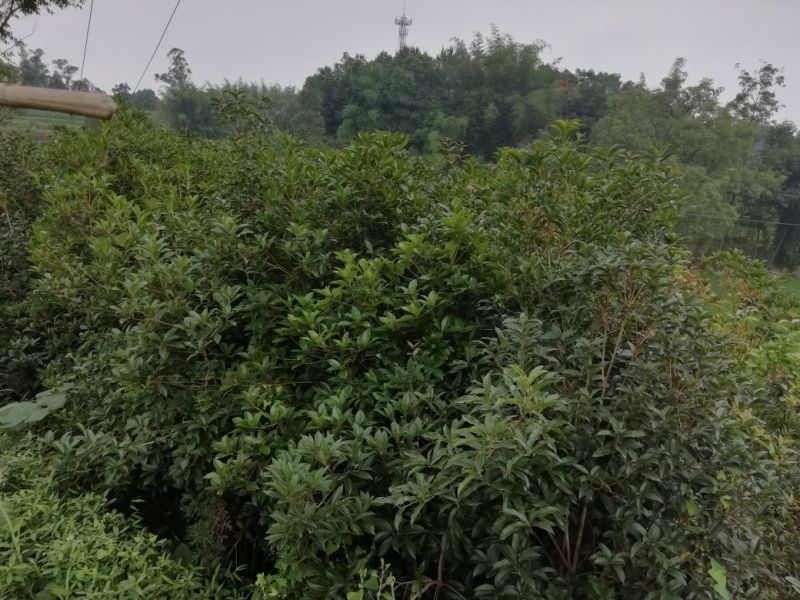桂花苗