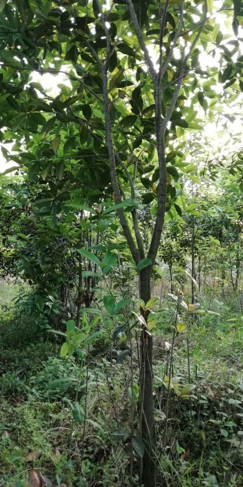 桂花苗