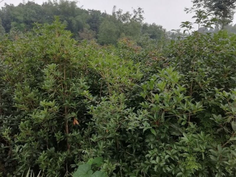 桂花苗