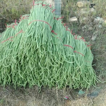 大量供应豆角