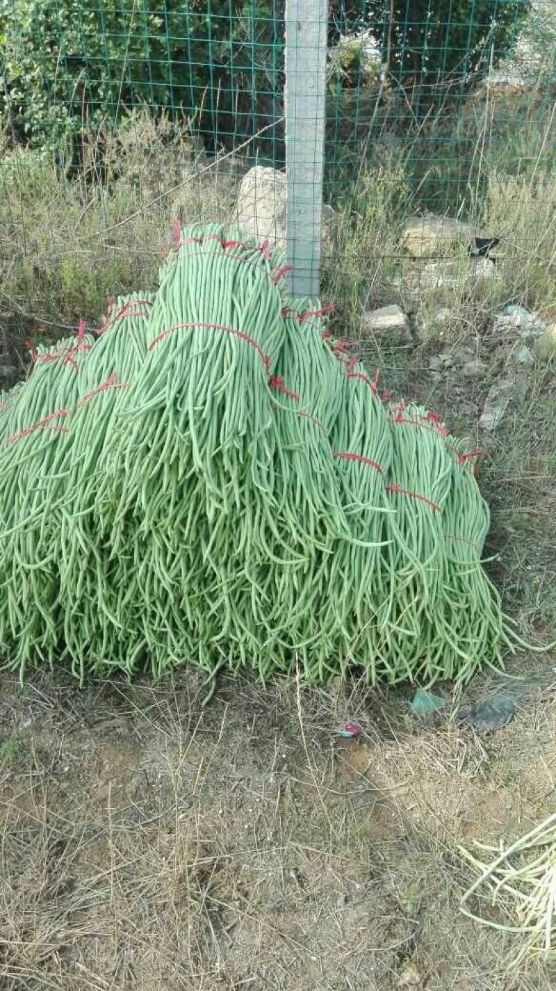 大量供应豆角