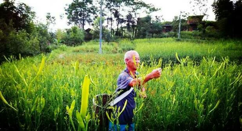 黄花菜