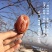 富平柿饼