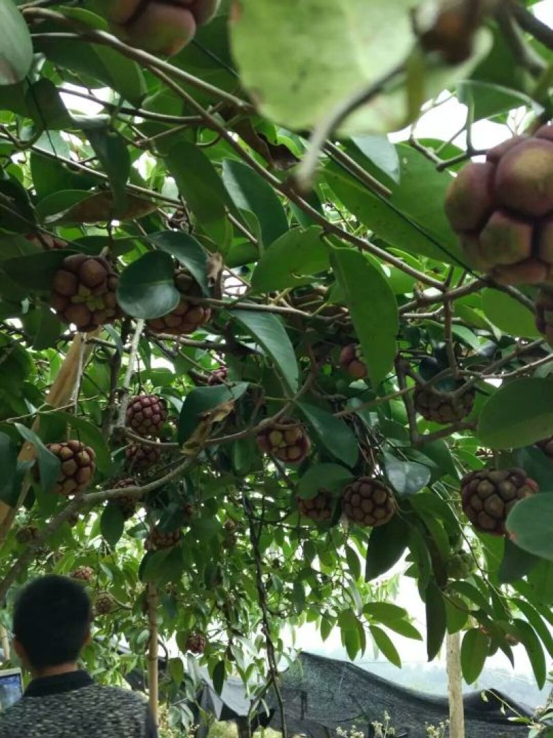 黑老虎（大叶血藤）布福娜移植大苗南五味苗三年营养杯大苗