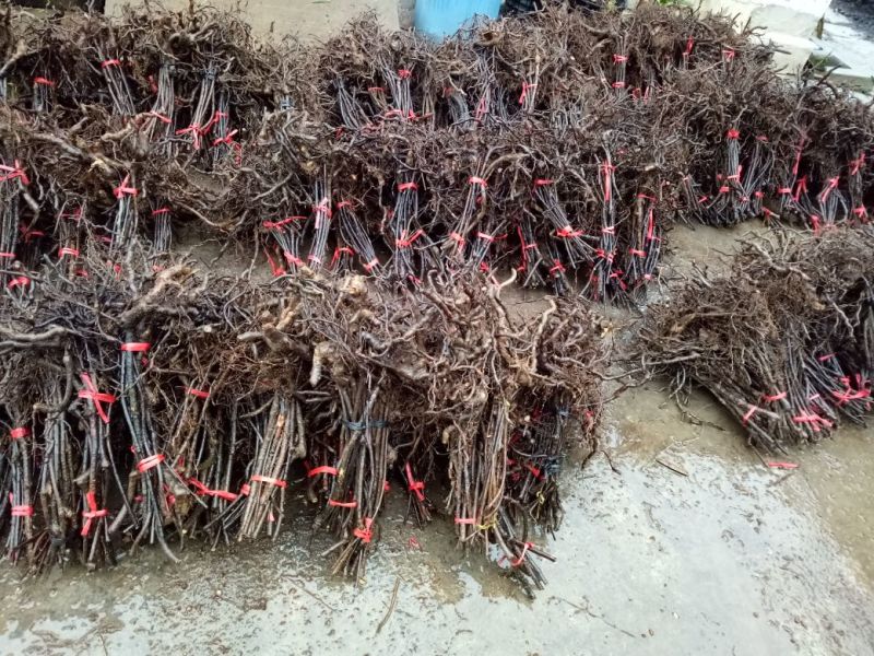 黑老虎（大叶血藤）布福娜移植大苗南五味苗三年营养杯大苗