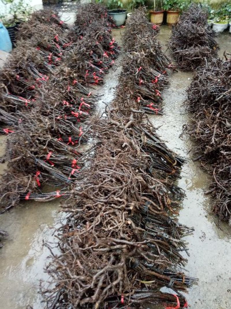 黑老虎（大叶血藤）布福娜移植大苗南五味苗三年营养杯大苗