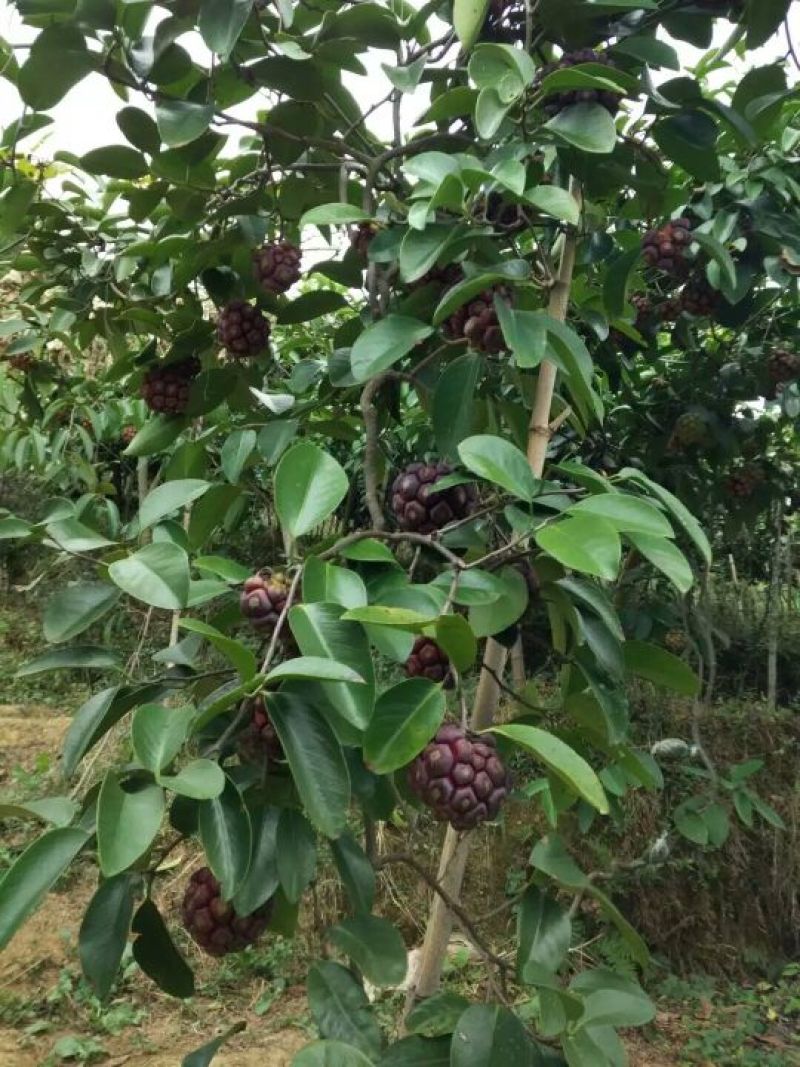黑老虎（大叶血藤）布福娜移植大苗南五味苗三年营养杯大苗
