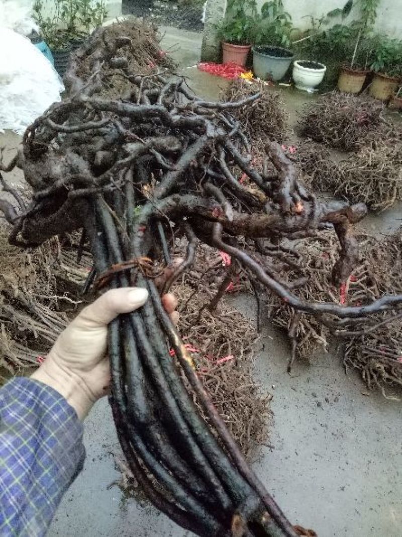 黑老虎（大叶血藤）布福娜移植大苗南五味苗三年营养杯大苗