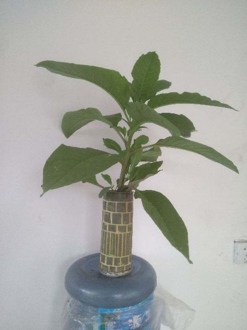 竹子工艺品