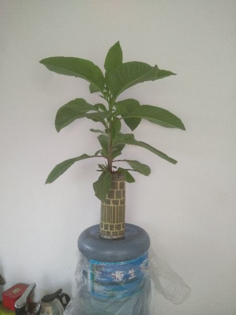 竹子工艺品
