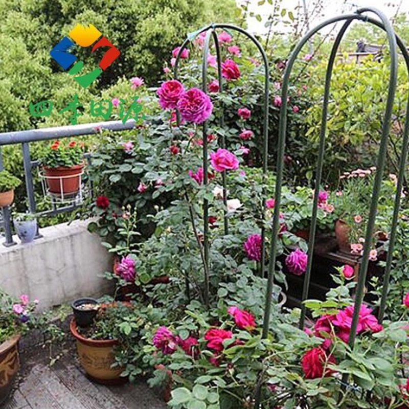 花架子铁