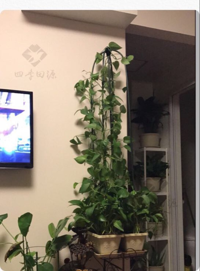 花架子铁