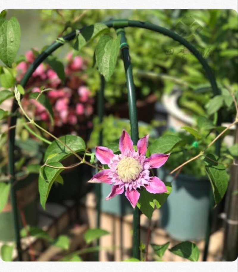 花架子铁